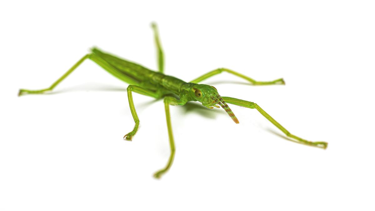 Nejmohutnější nelétavý hmyz planety se vylíhnul v pražské zoo poprvé z domácích vajíček